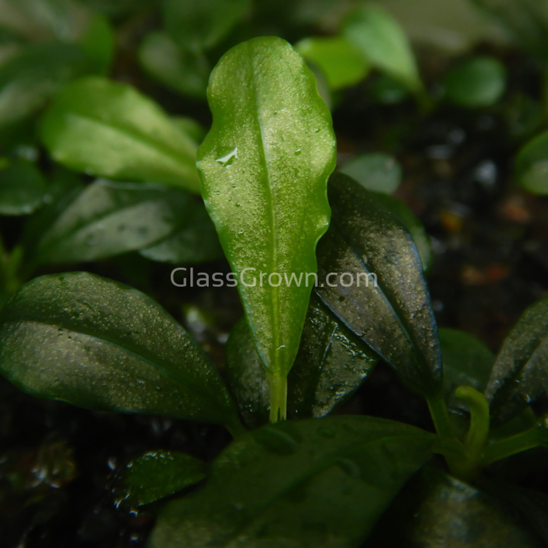 Mystery Buce Mini