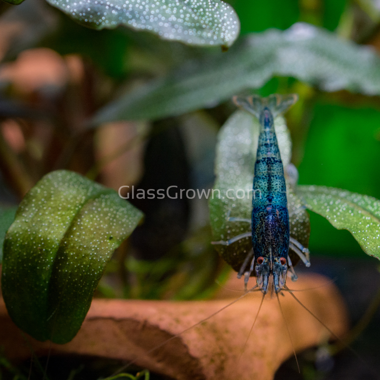 Mystery Buce Mini