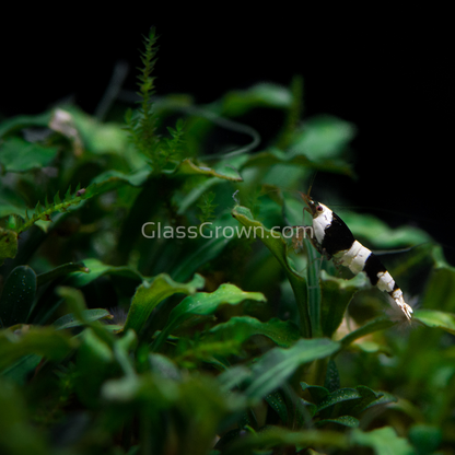 Mystery Buce Mini