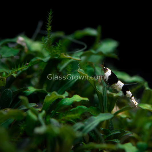 Mystery Buce Mini