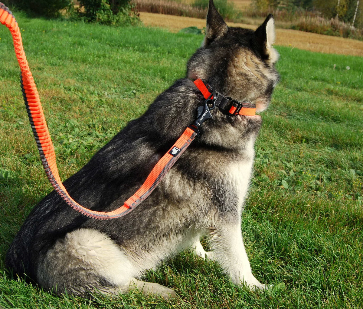 TrueLove Nylon Bungee Dog Leash TLL2271