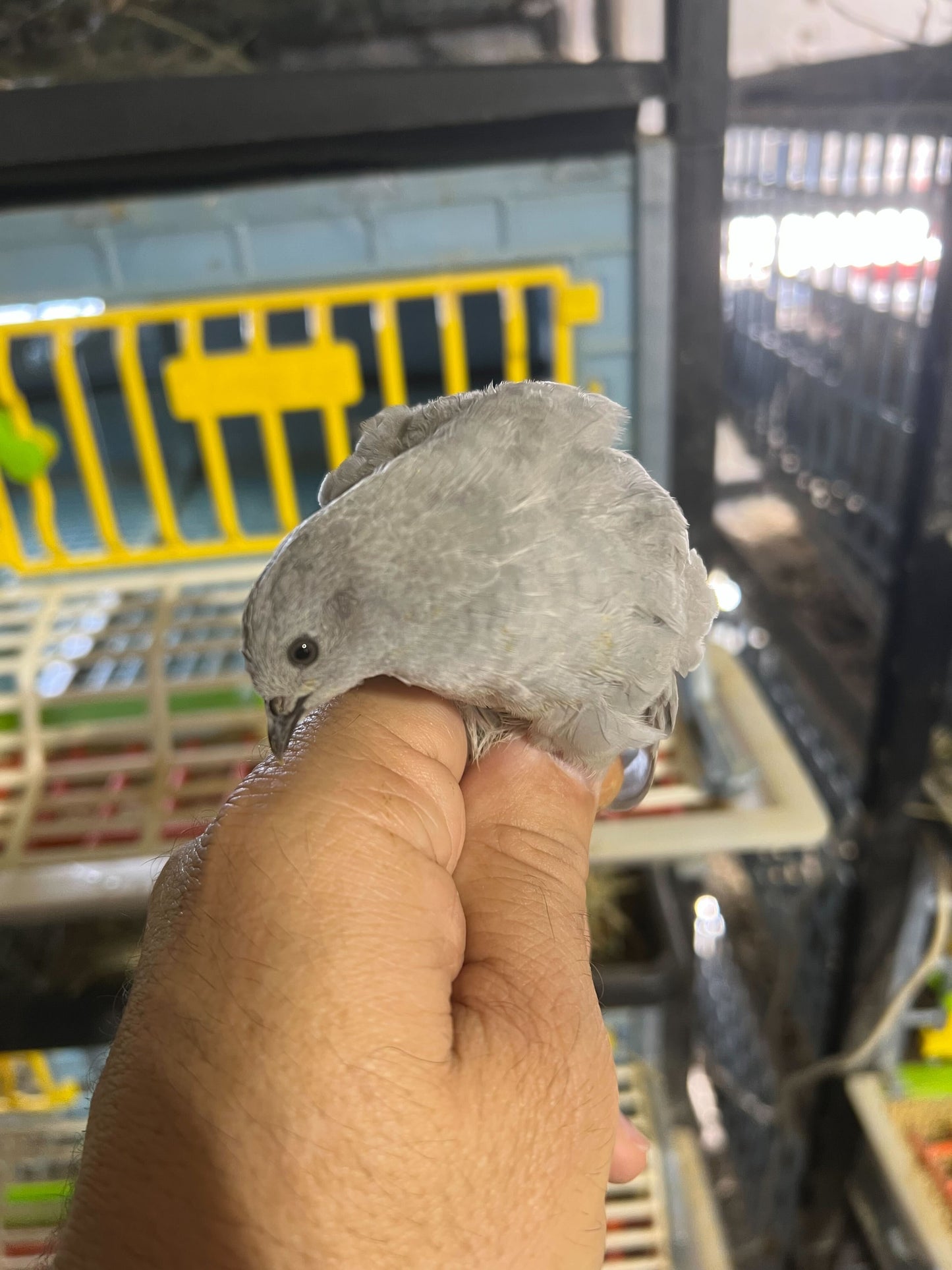 Button Quail Eggs -Eggs for Hatching or Snakes