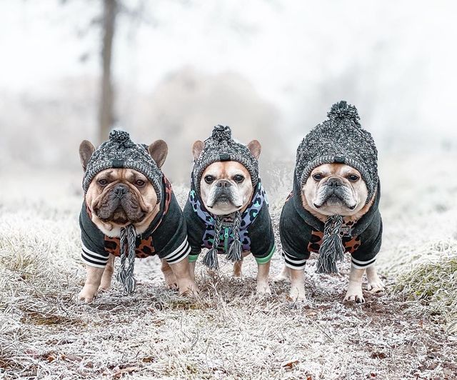 Autumn Winter Warm Knitted Pet Hats With Fluffy Ball