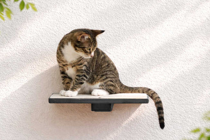 Cat Perch - Wall Mounted and Wooden