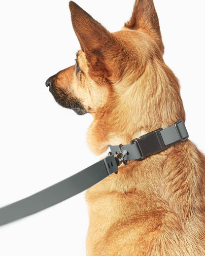 Signature Collar