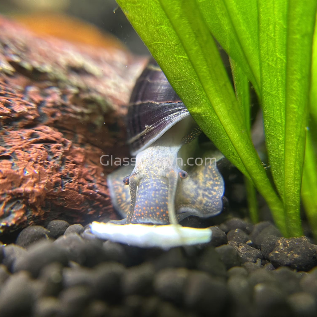 Dark Purple Mystery Snail