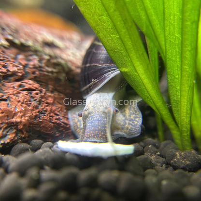 Dark Purple Mystery Snail