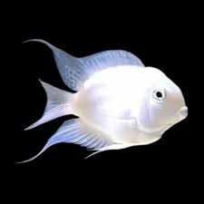 Platinum Polar Parrotfish 1"-1.5"