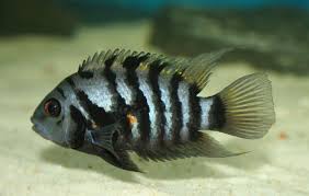 Convict cichlids