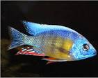 Taiwan Reef Cichlid (Protomelas sp. "Steveni Taiwan")