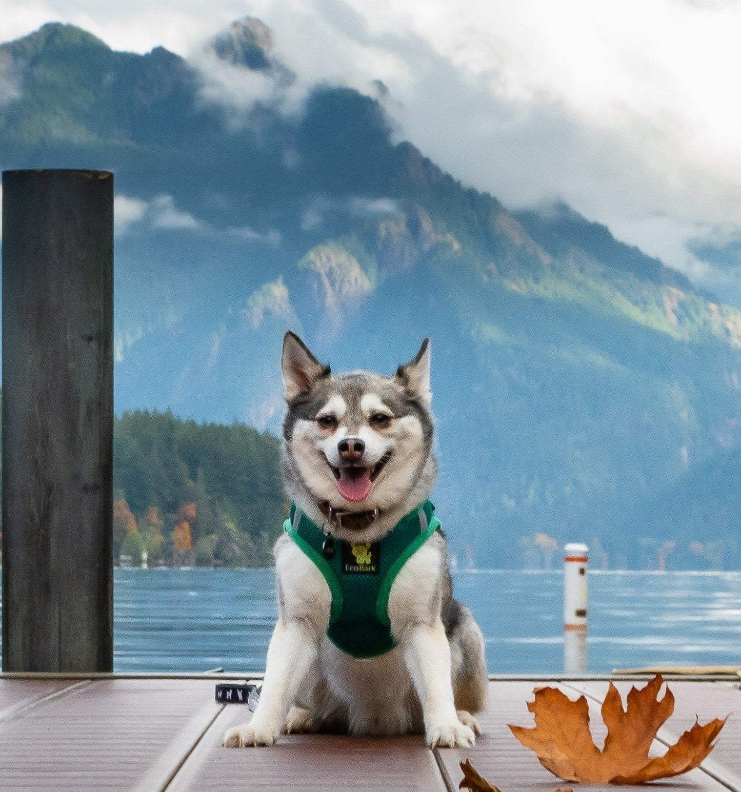 EcoBark Step In Dog Harness - XXXS to Medium Breeds- Reflective Soft Mesh Harness for Teacup, Small Dogs and Puppies / Forest Green
