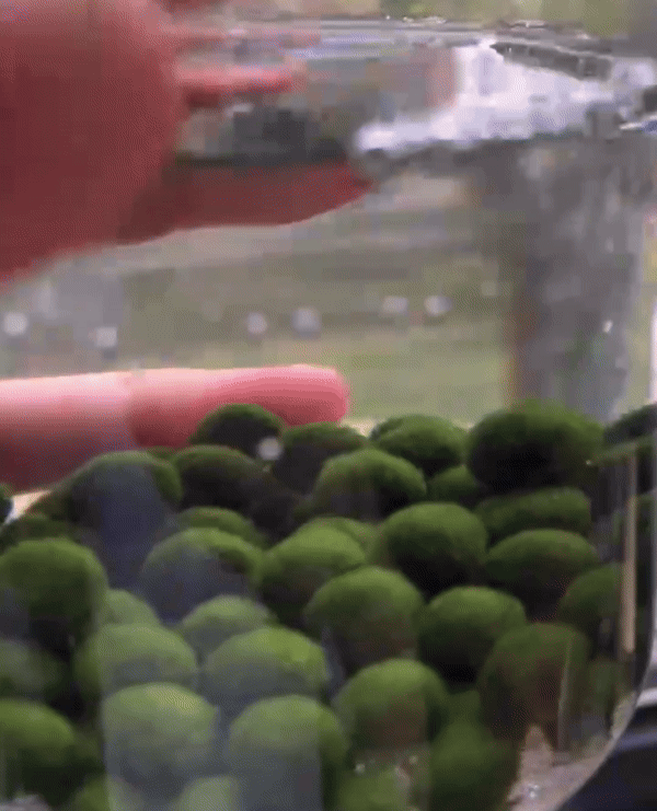 Marimo Moss Ball Aquarium 6-12 Month 0.8-1.5cm Marimo Moss Balls: 5/10/20/50PCS