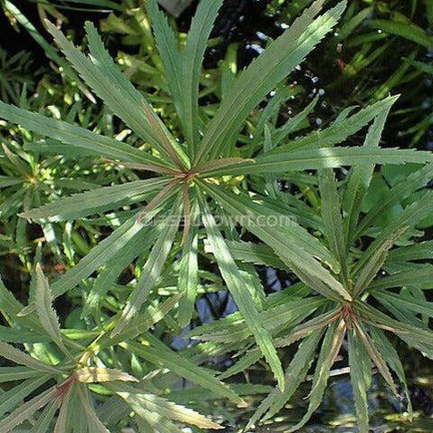 Pogostemon Stellatus 'Octopus'