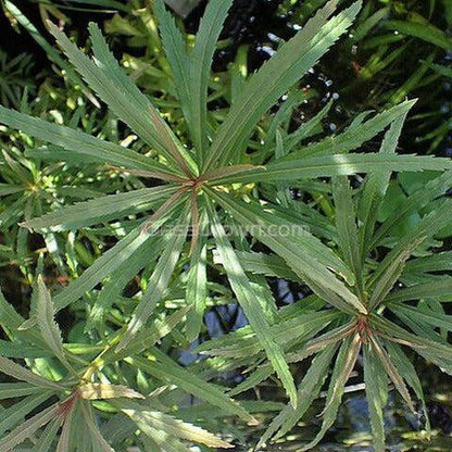 Pogostemon Stellatus 'Octopus'