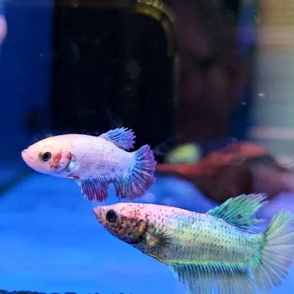 Assorted Betta Female