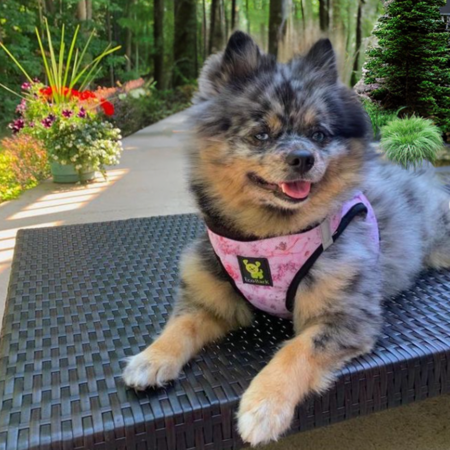 EcoBark Step In Dog Harness - XXXS to Medium Breeds- Reflective Soft Mesh Harness for Teacup, Small Dogs and Puppies / French Floral