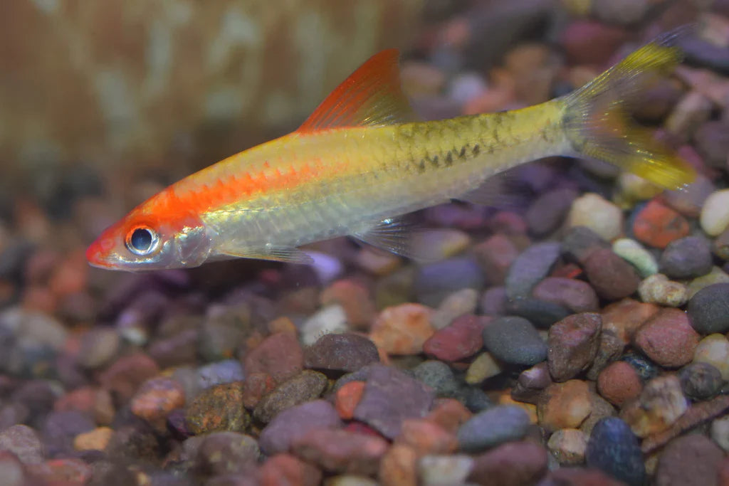 Gold Roseline Shark (Sahyadria denisonii)