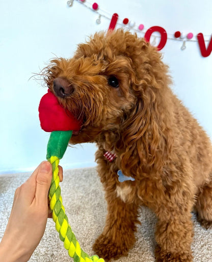 TUG & TREAT ROSE