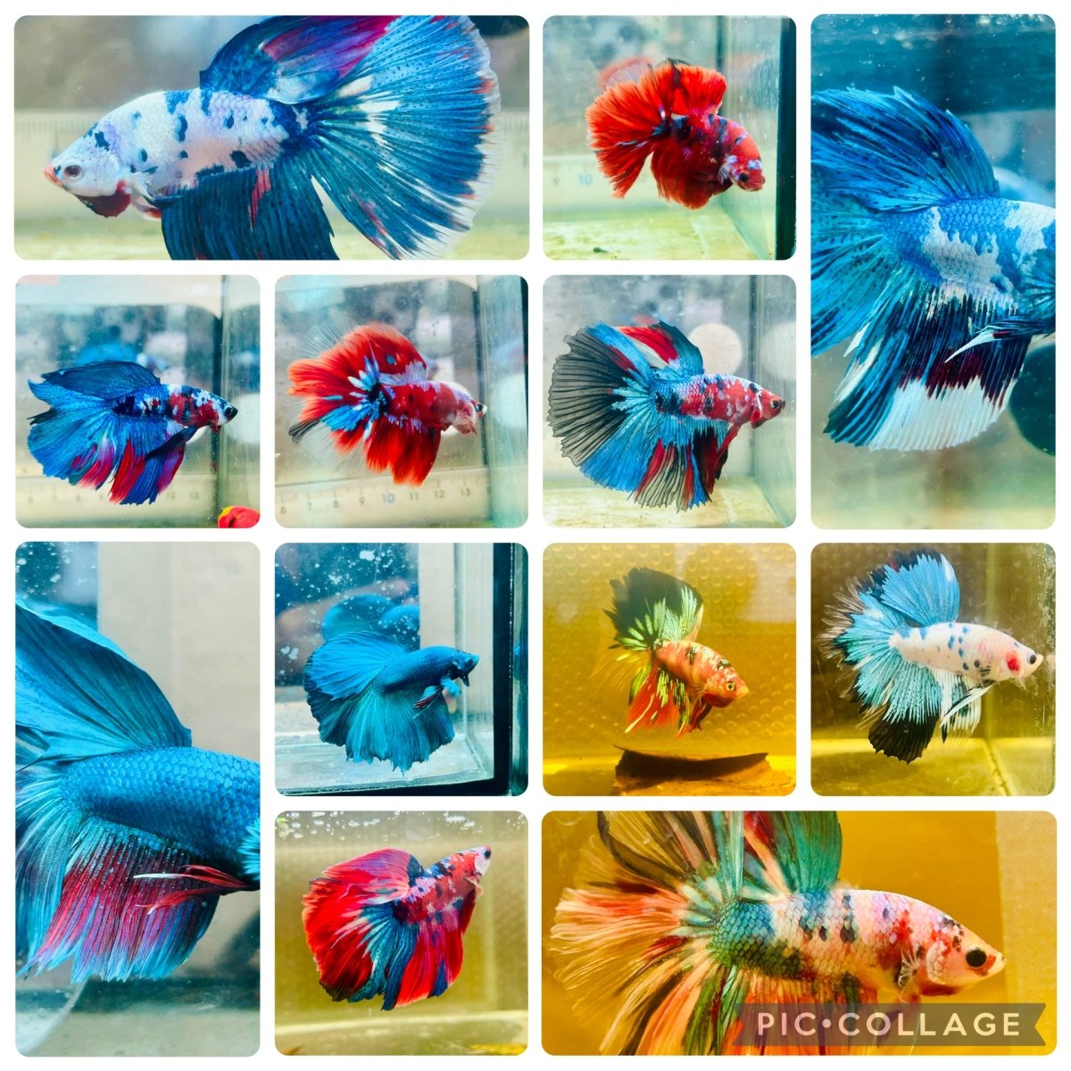 Halfmoon Multicolor Koi - Male Betta