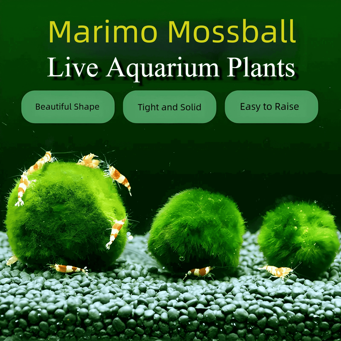 Sample Marimo Moss Balls For Aquarium Multiple Size - Kokedama Japanese Algae Ball