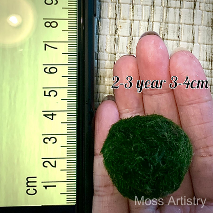 Sample Marimo Moss Balls For Aquarium Multiple Size - Kokedama Japanese Algae Ball