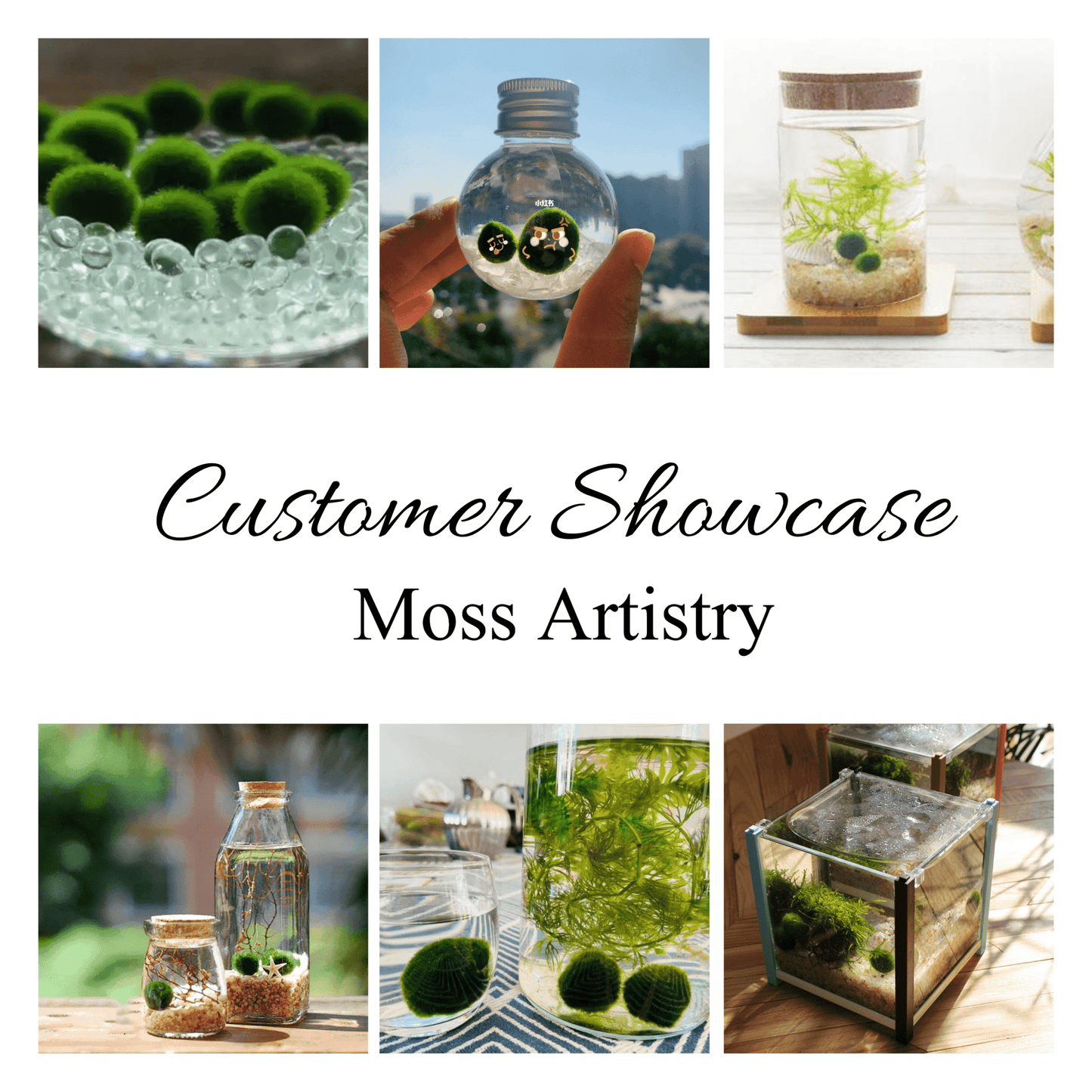 Sample Marimo Moss Balls For Aquarium Multiple Size - Kokedama Japanese Algae Ball