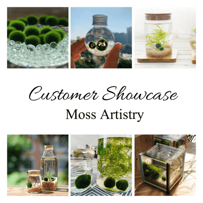 Sample Marimo Moss Balls For Aquarium Multiple Size - Kokedama Japanese Algae Ball