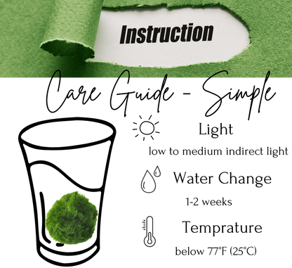 Sample Marimo Moss Balls For Aquarium Multiple Size - Kokedama Japanese Algae Ball