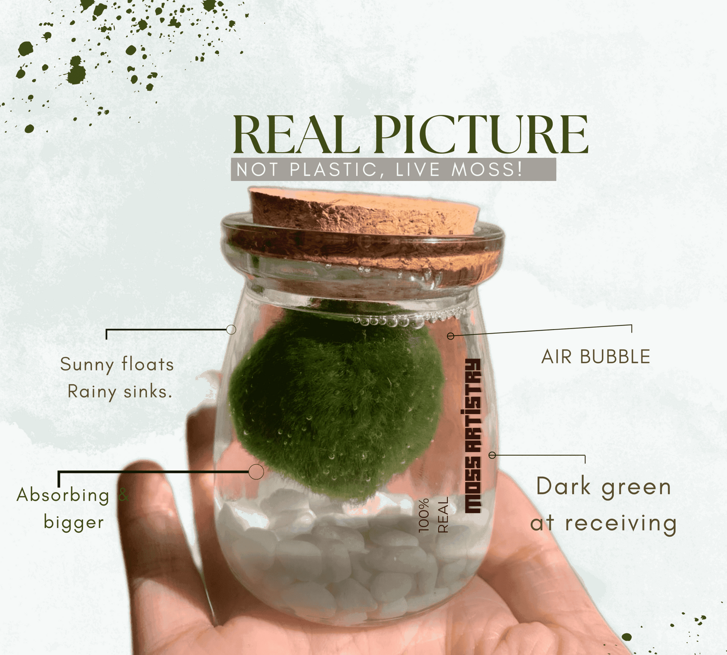 Sample Marimo Moss Balls For Aquarium Multiple Size - Kokedama Japanese Algae Ball