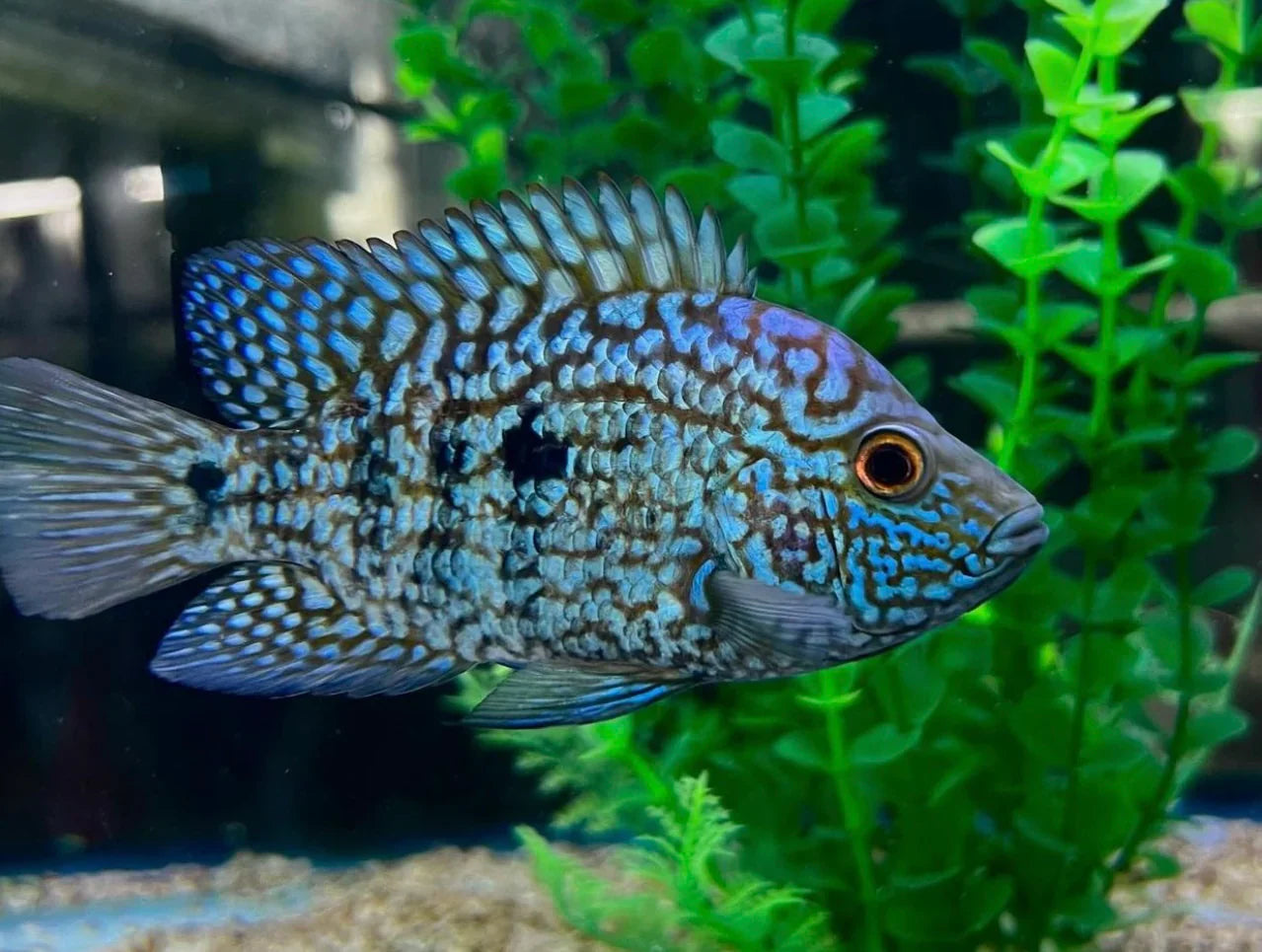 Carpintis Cichlid (Herichthys carpintis)