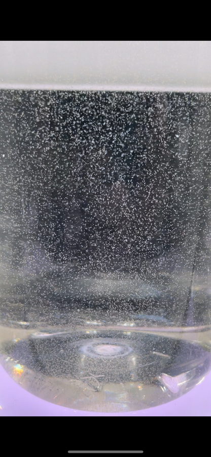 Live Marine Rotifers