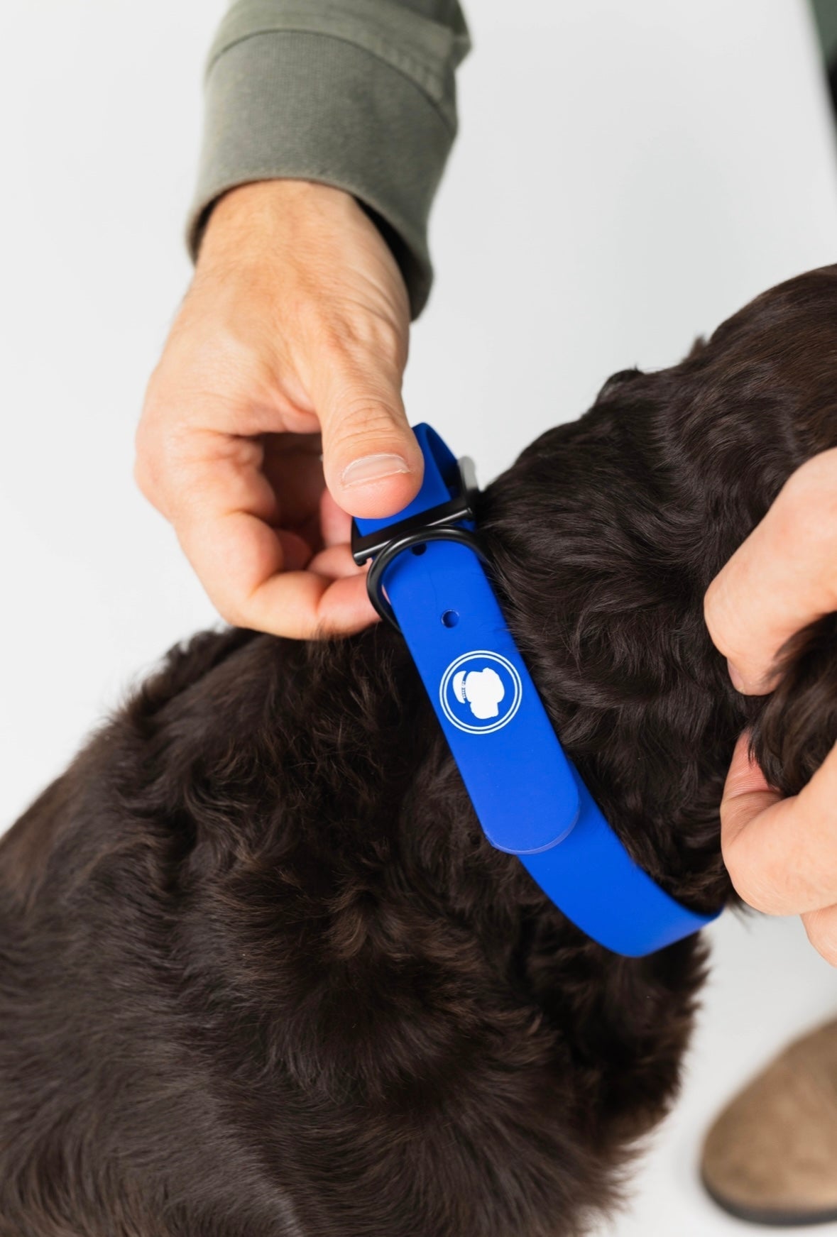 The Modern Dog Company - Royal Blue Collar (Weather + Odor Resistant)