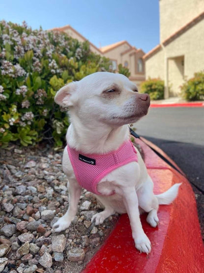 Mr. Peanut's PupTrek Soft Mesh Pet Harness with Matching Leash – Adjustable, Breathable, Choke-Free