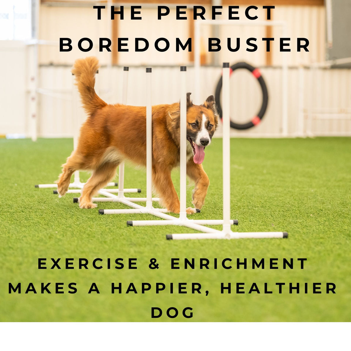 Better Sporting Dogs 7 Piece Dog Agility Equipment Set –  with Jumps, Tunnels, Pause Box & Weave Poles