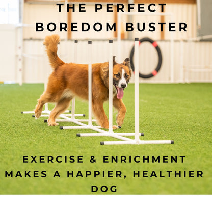 Better Sporting Dogs 5 Piece Dog Agility Equipment Set –  with Jumps, Tunnel, Pause Box & Weave Poles