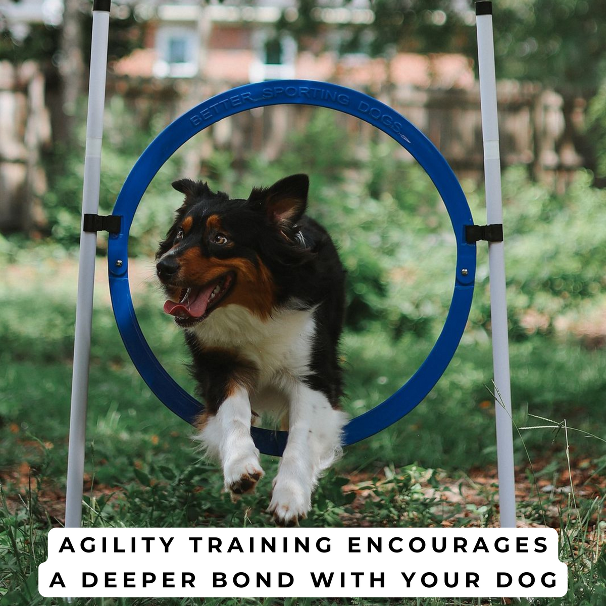 Better Sporting Dogs 4-Pack Adjustable Dog Agility Jumps – Bar & Tire Jumps