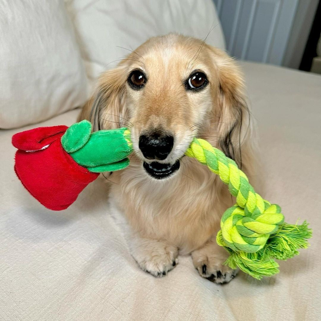 TUG & TREAT ROSE