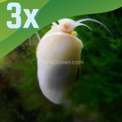 Ivory Mystery Snail