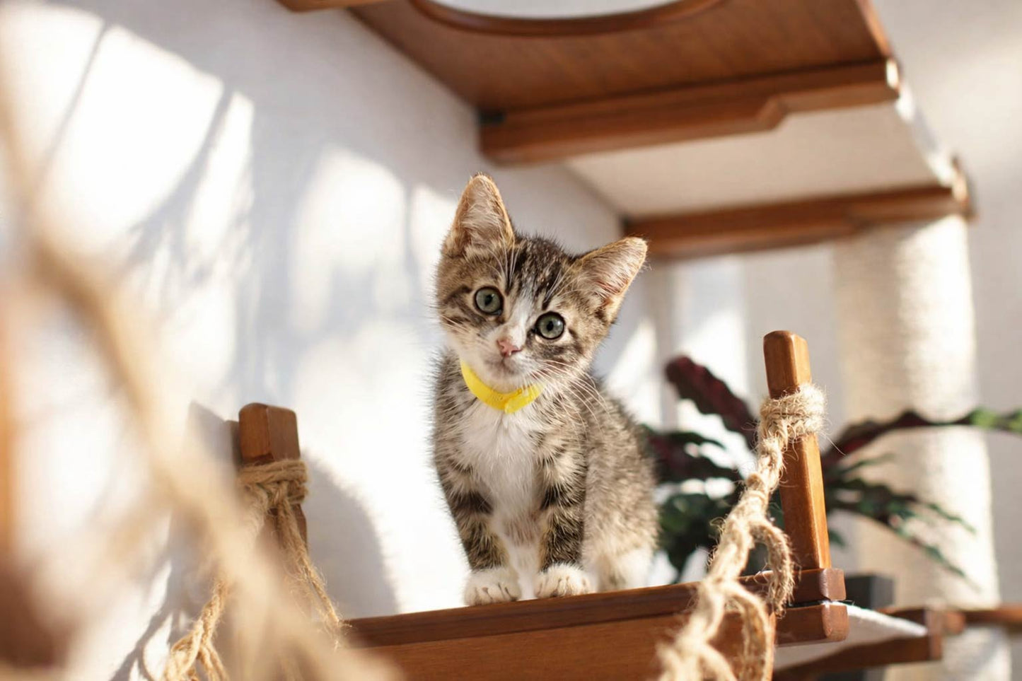 The Juggernaut - Indoor Cat Playground for Wall