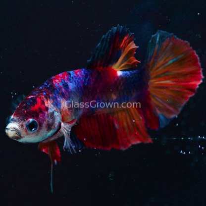 Male Koi Galaxy Plakat Betta