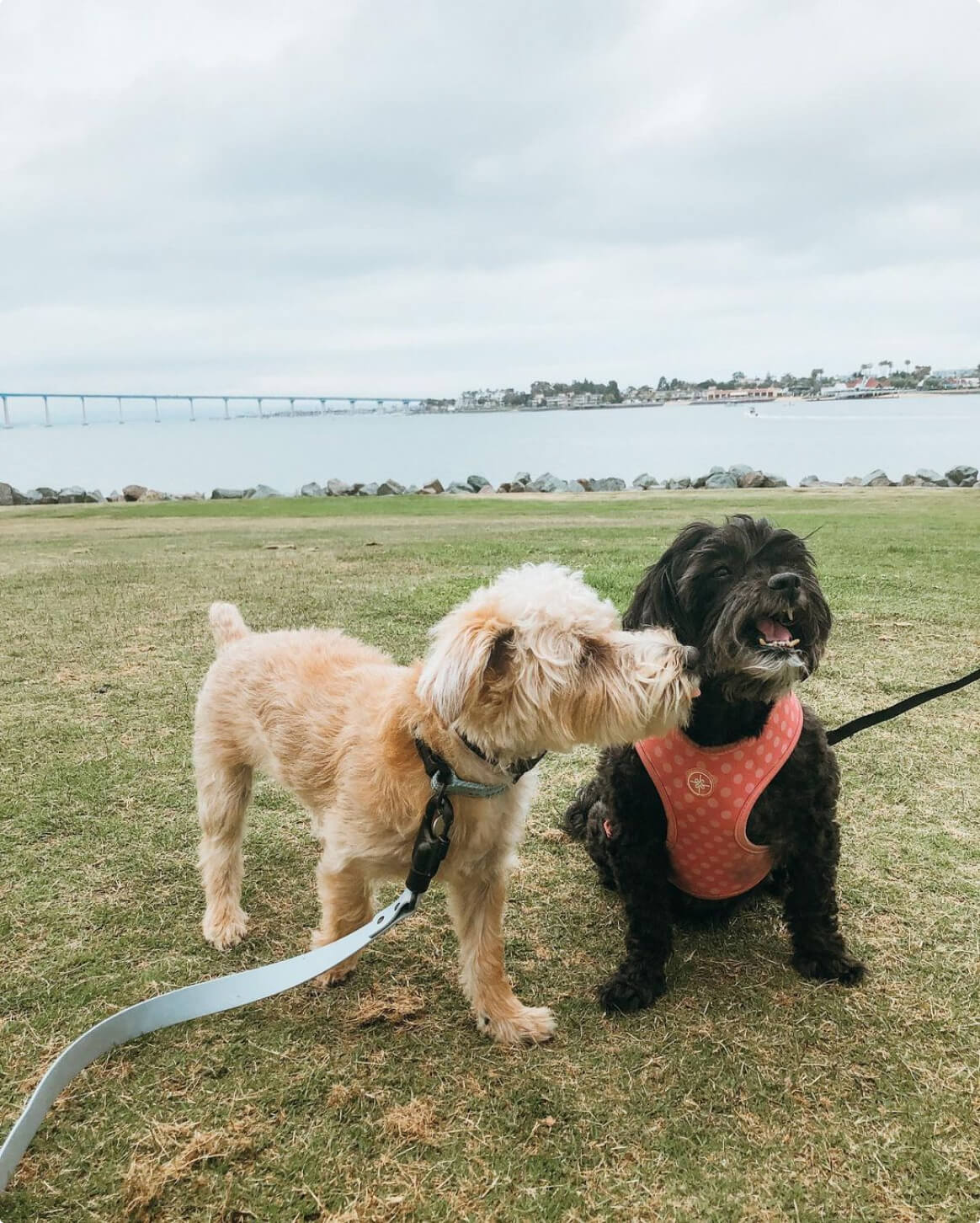 Signature Leash
