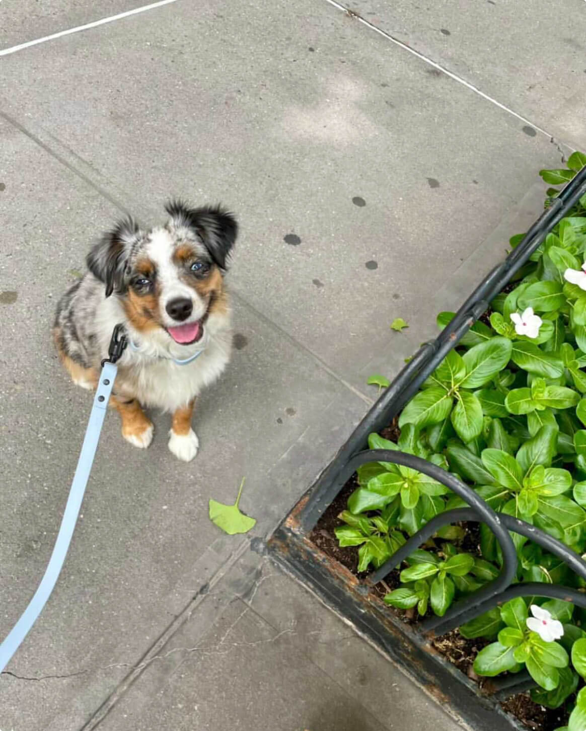 Signature Leash