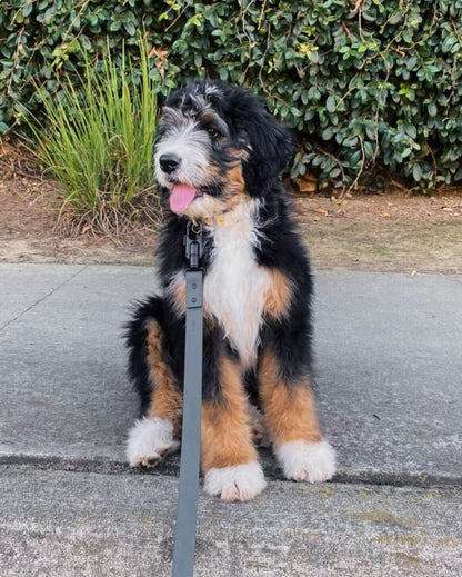 Signature Leash