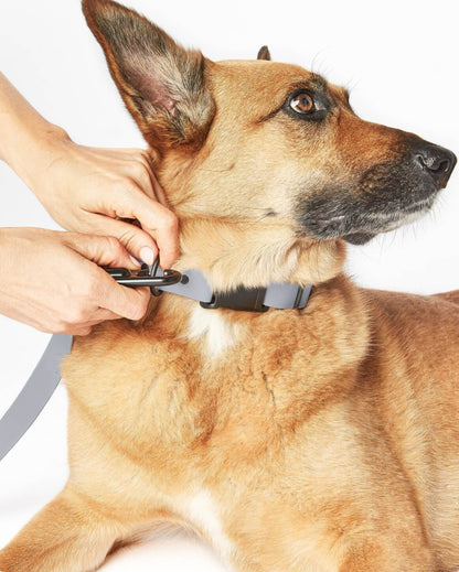 Signature Leash