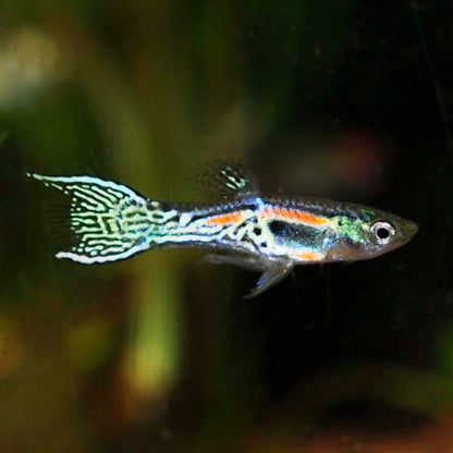 Assorted Endler's Livebearer