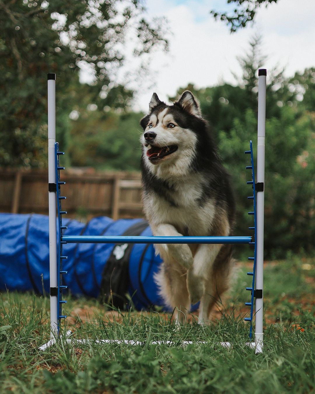 Better Sporting Dogs 4-Pack Adjustable Dog Agility Jumps – Bar & Tire Jumps
