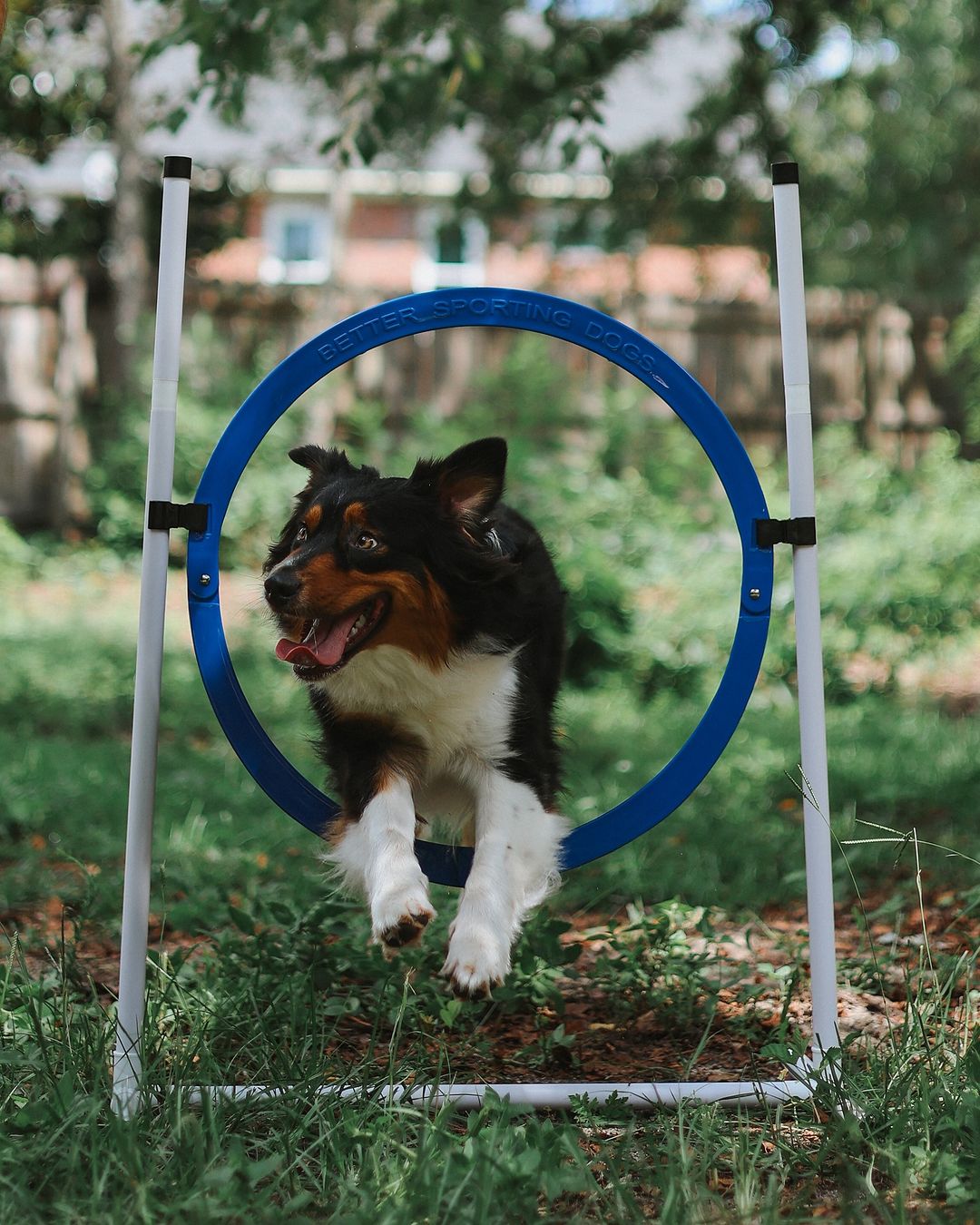 Better Sporting Dogs Upgraded Dog Agility Set – 5 Piece Training Kit with Safety Breakaway Tire Jump, Displacement Bar Jump, Tunnel, Weave Poles & Pause Box