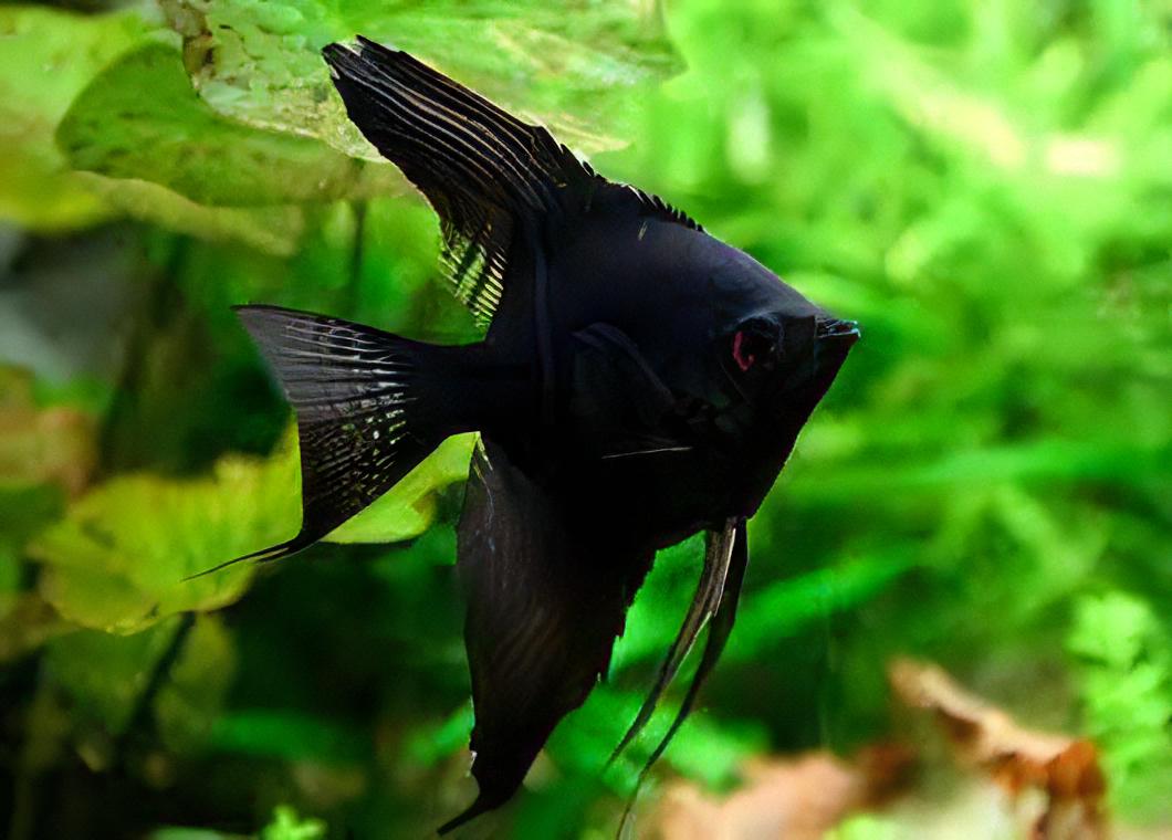 Black Angelfish (Pterophyllum scalare "Black")