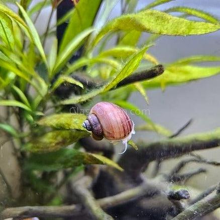 Magenta Mystery Snail