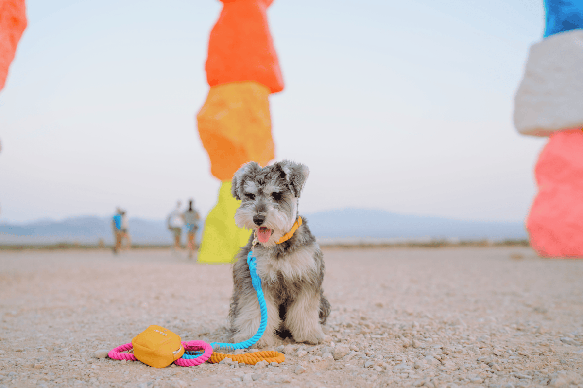 Marley Rope Dog Leash